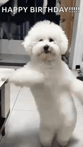 dancing dog